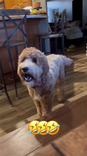 Funny Animal Voiceover: Dogs and Cats in Comedy