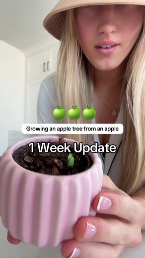 Growing an Apple Tree from Scratch: Part 2 Update