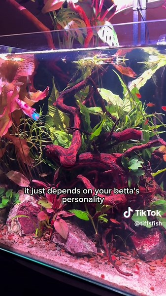Choosing the Best Tank Mates for Betta Fish