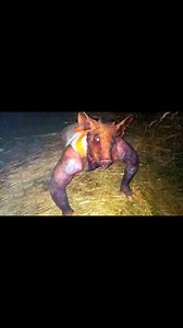 If These Creatures Weren't Filmed, No One Would Have Believe Them