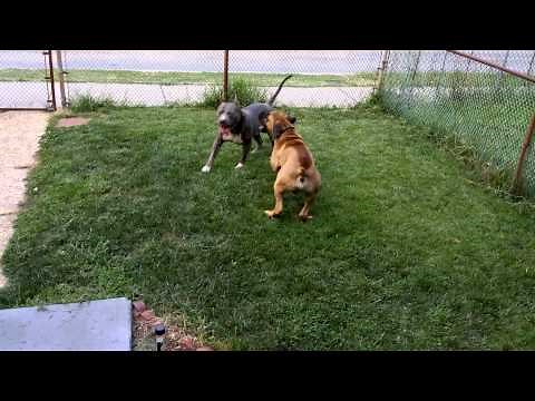 Pitbull vs Boerboel in 2k
