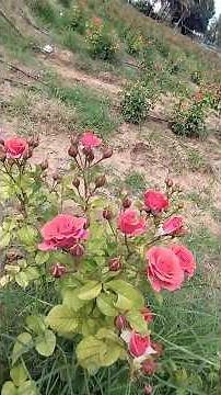 அழகான பெங்களூர் ரோஸ் தோட்டத்தில் இருந்து vedio