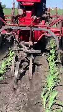 Bill Burnham's 1951 FARMALL M Cultivating Hill~Drop Corn/1948/448 Cultivator/With Shields
