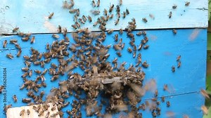 Excited behavior of bees before leaving the hive. Such an active movement of bees indicates the beginning of swarming.