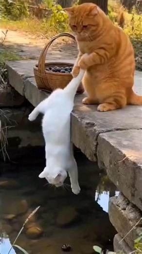 Cat Fell in Water 😂 #Shorts #funny #comedy #shorts #yiutubeshort #cat #catshort #trending