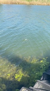 14K views · 153 reactions | Horizon PRO Distante Power  | Fish Matrix | Facebook