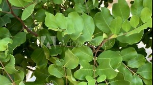 Ceratonia siliqua, commonly known as carob tree or carob bush as background. Small evergreen Arabian tree which bears long brownish-purple edible pods. Carob bean, used as a substitute for chocolate