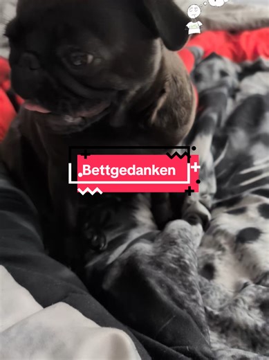 Ich brauche doch Platz in meinem Bett 🤣🤣🤣