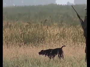Hunting for quail with a German shorthaired pointer 2013