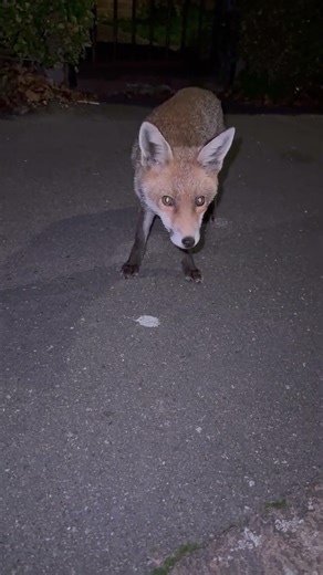 Red Fox Chases Person Down Residential Street at Night
