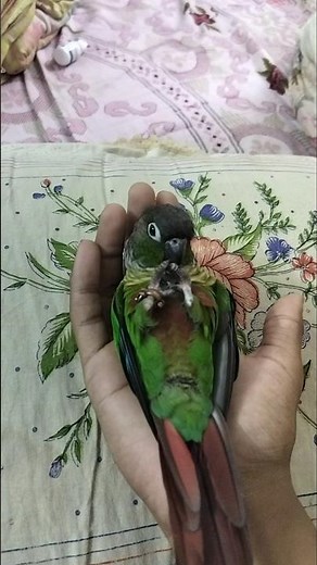 every time my parrot was sleepy | 😊