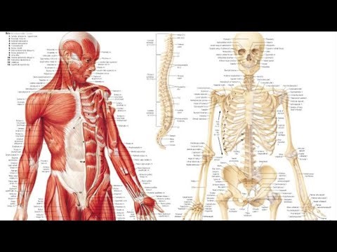 BSC Nursing | IST SEM | Anatomy and Physiology made easy |@NursingisFun001 