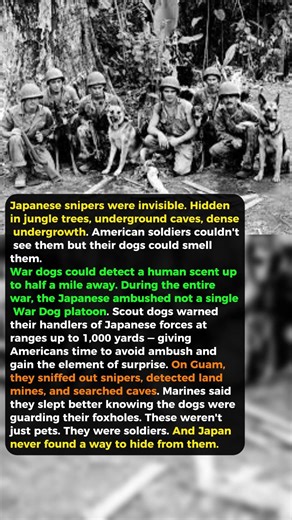 The U.S. Sent Dogs to War Against Japan — and They Were Terrifying