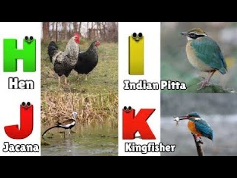 Birds Alphabet Song | ABC Safari Animals 18TH2850 | Nursery Rhyme for Kids | FT Kids Show