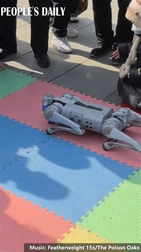 85K views · 122 reactions | Flipping and rolling, a #robotdog showcased its dynamic and flexible abilities at an event in Pingliang, northwest China's Gansu Province, drawing visitors' attention. | People's Daily, China | Facebook
