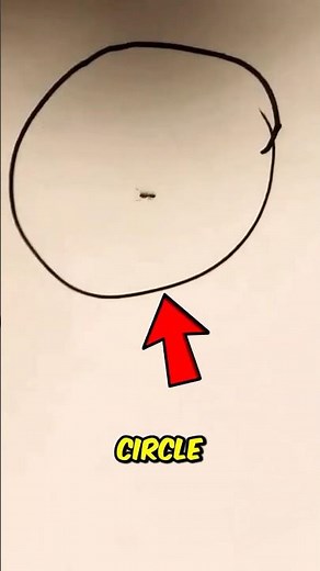 Why do ants get trapped in a circle? 😨