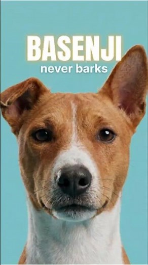 The Only Dog That Can't Bark! 🚫🐕