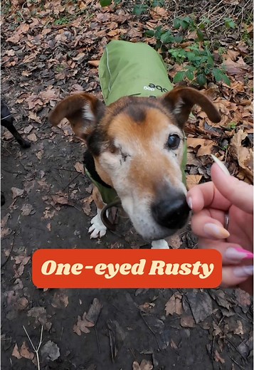Celebrating Deaf Pets: Rusty's Remarkable Journey