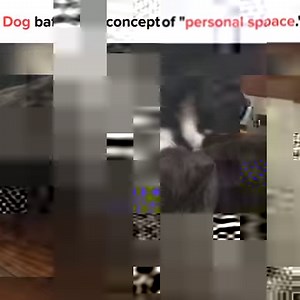 188K views · 2.3K reactions | Meet other pawrents and pet lovers by...