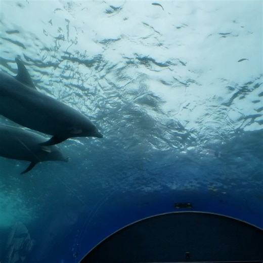 西村 雅史 on Instagram: "Flickrに八景島シーパラダイスの写真・動画を9枚追加しました。なお著作権は私にありますが、ご利用等は自由です。親子イルカ、かわいいでしょ？ https://www.flickr.com/search/?user_id=202997715@N08&view_all=1&text=八景島シーパラダイス"