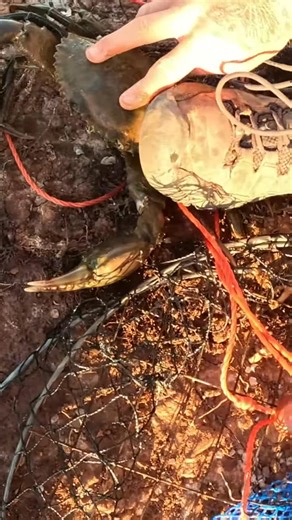 37K views · 320 reactions | BIG CRAB #automobile #fishing #boating #outdoors #wildlife #carpfishing #lake #fish #camping | Field days9 | Facebook