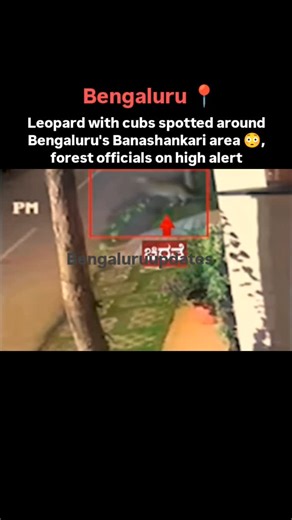 Bengaluru Updates on Instagram: "A leopard and its cubs were recently spotted roaming at Bengaluru's Banashankari 6th Stage, causing alarm among local residents. The leopards and cubs were reportedly captured on CCTV cameras of an apartment complex and by residents on their mobile phones. The leopard is believed to have strayed from the nearby Turahalli Forest, which borders the residential area. Speaking to The New Indian Express, the Assistant Conservator of Forests Ravindra clarified that the