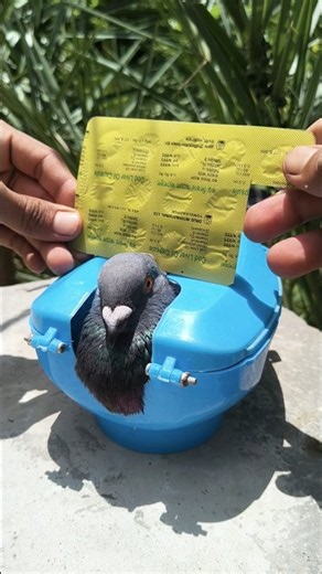 It cannot be overstated how important it is to feed pigeons cod liver oil, so it is necessary.