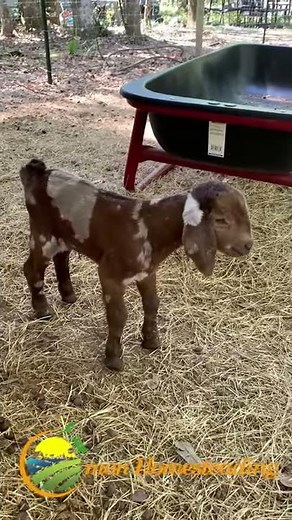6 hours old baby goat screaming for mommy #SHORTS