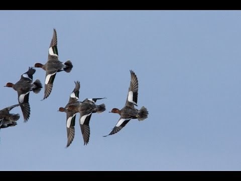 Duck flighting in East Yorkshire