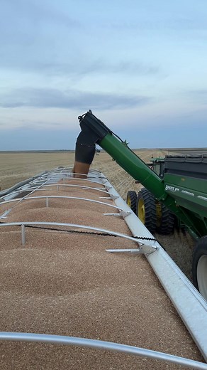 Wheat Harvest 2025! #FYP #Farming #wheatharvest #johndeere