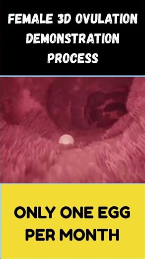 How Ovulation Happens in 3D #WomensHealth #TTC