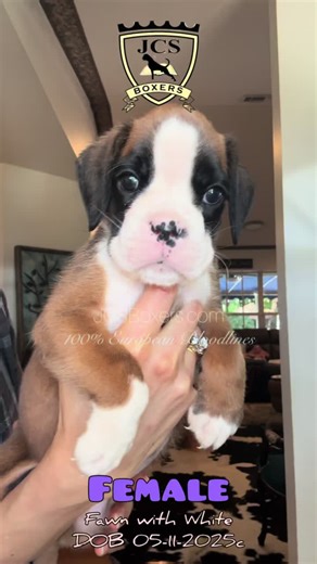 Adorable European Boxer Puppies Available Soon!
