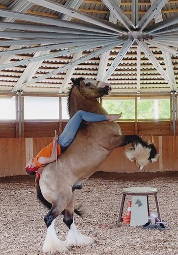 Discover the Tinker Horse: A Unique Equine Breed