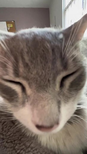 Cute Cat Popipo Trend Videos