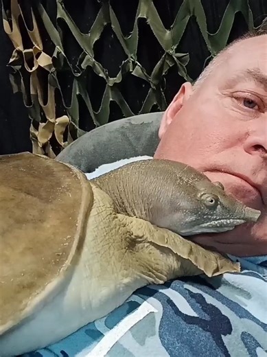 Turtle Cuddles: The Perfect Lazy Afternoon