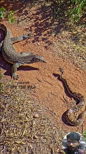 Monitor Lizard vs Snake The Venom and Reflex Nature’s Relentless Battle for Survival