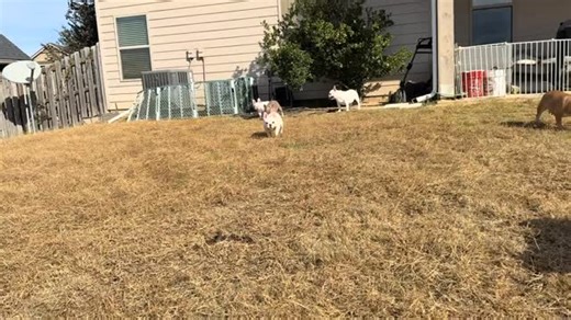 These babies are loving this beautiful weather and looking for a cozy couch with someone to love 💗#lepetitfrenchies #puppiesofinstagram #frenchiesofinstagram #frenchielove #christmasgiftideas #christmasiscoming | Sandra Smith Schmieden