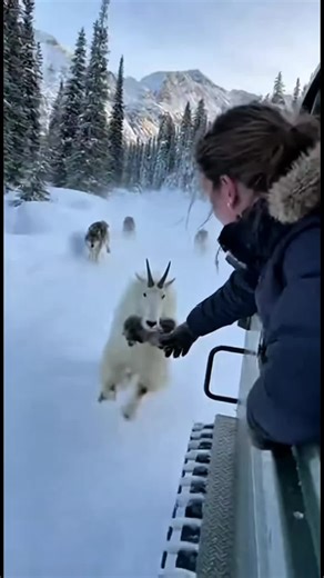 Brave Women Saving Animals: Wild Rescue Stories