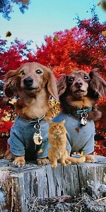 🍁☂️ #AUTUMNGIF | Planet Gif ಌ