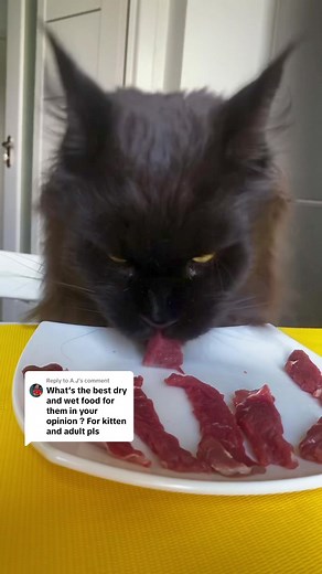 The Best Diet for a Maine Coon: Raw Meat for Breakfast and Free Access to Dry Food