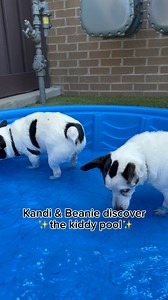 27K views · 1.8K reactions | Kandi & Beanie, the ever curious explorers, bravely volunteered to be the pool pioneers! Looks like they’ve given it their seal of approval for a gentle paw-dip!  #OFSDS #OFSDSKandi #OFSDSBeanie #OFSDSBondedPair #SeniorDogs #Dogs | Old Friends Senior Dog Sanctuary | Facebook