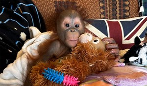 'Bittersweet day' at Dublin Zoo as 'vulnerable' infant orangutan finds new home at sanctuary