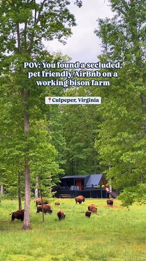 193K views · 1.9K reactions | Tucked away in Culpeper, VA. Stay in a cozy cabin on a bison farm, where the views are peaceful and the neighbors are wild!怜 credit: Virginia Bison Co. at Cibola Farms #visitculpeperva #lovecpep | Visit Culpeper VA | Facebook