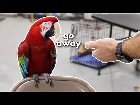 HOW TO TRAIN A MEAN MACAW (PART 1)