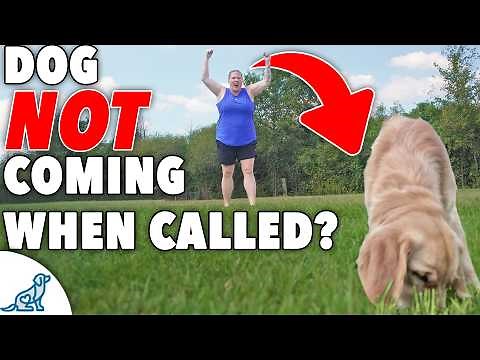How to Teach Puppy Recall: A Step-by-Step Guide for Beginners