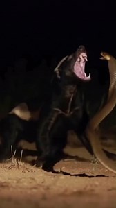 440K views · 12K reactions | Nature has no mercy. Only survival. Honey badger vs cobra — raw and real footage 說 #wildlife #nature #honeybadger #cobra #survival #PetFriendly | Spy the Wild | Facebook