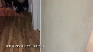 27K views · 1.6K reactions | Hello? Is it me you’re looking for? | Buttons the Cockatoo | Facebook