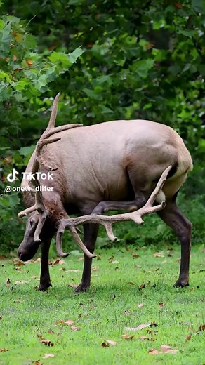 Elk Antler Velvet Shedding Explained