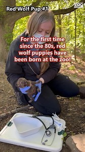 104K views · 2.9K reactions | Red wolves are critically endangered,...