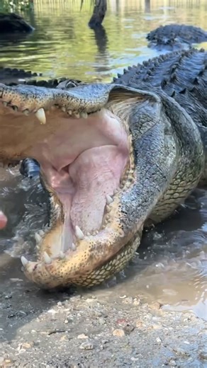 Official Gatorland Instagram on Instagram: "Good Morning Fam, Gators are up early are you? #gatorland #florida #alligators #naturelovers"